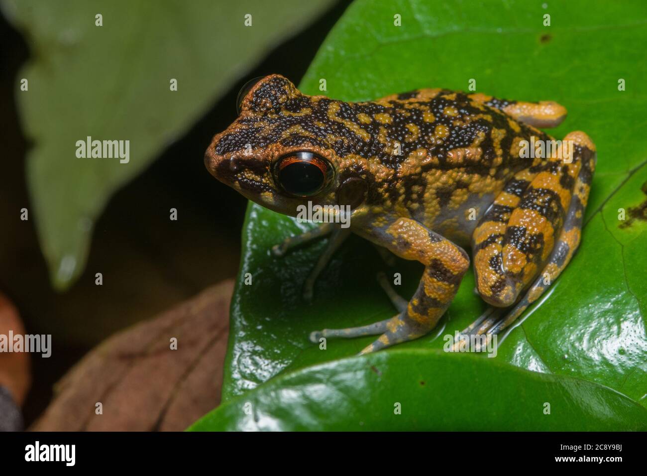 The spotted stream frog (Pulchrana picturata) one of Borneo's prettiest frog species. Stock Photo