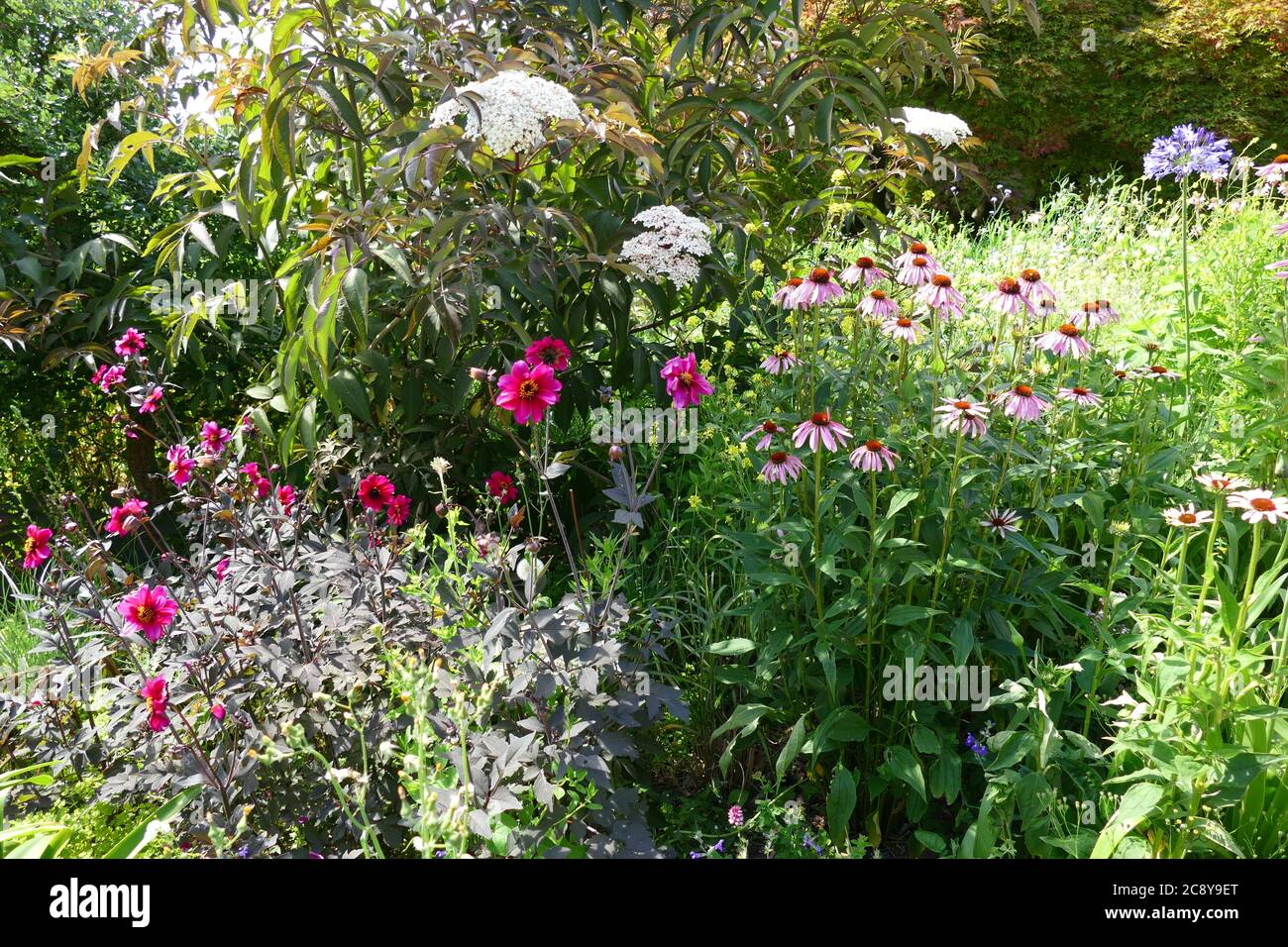 Assorted wild flowers hi-res stock photography and images - Alamy