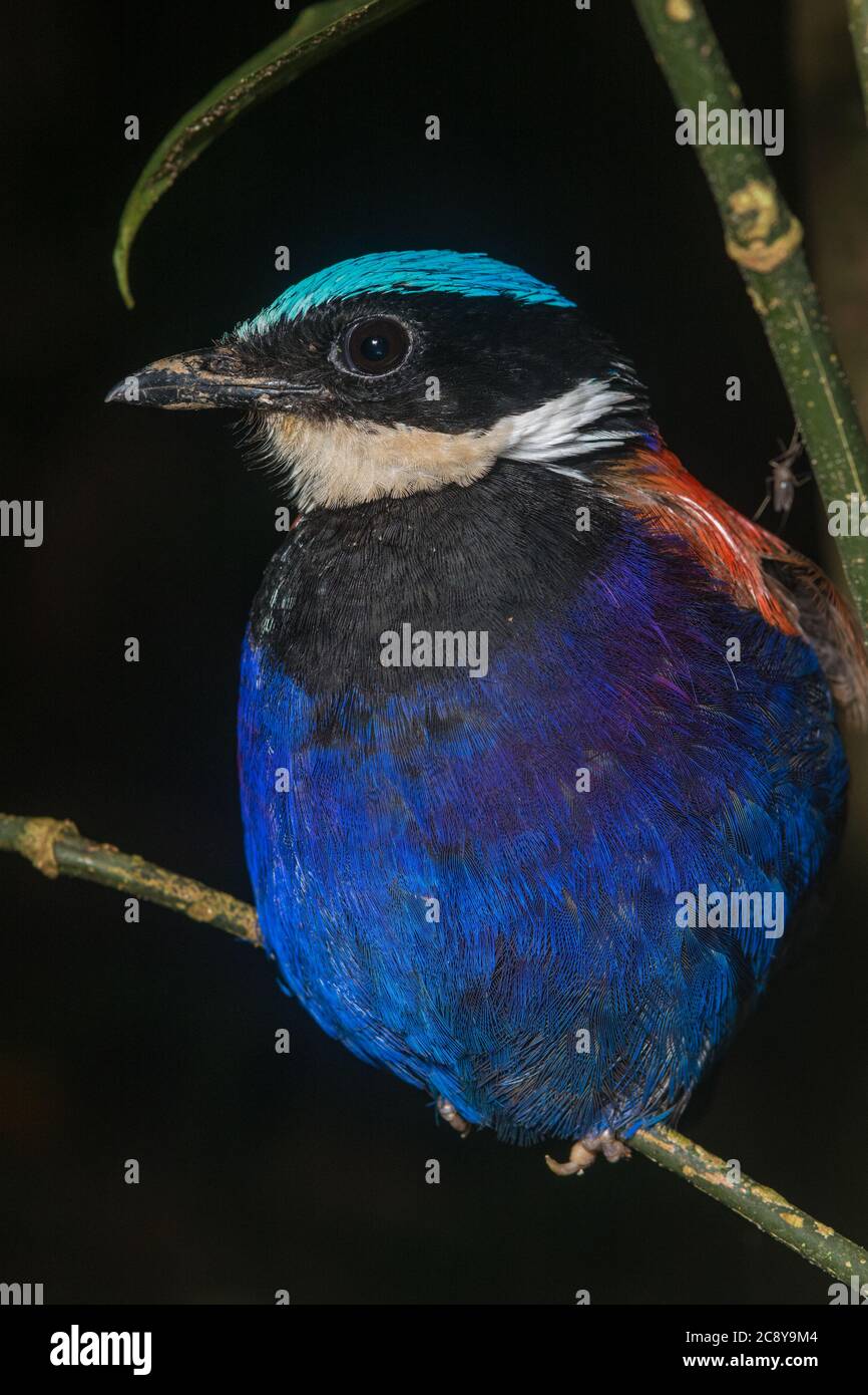 A blue headed pitta (Hydrornis baudii), an endemic bird from the jungles of Borneo. Stock Photo