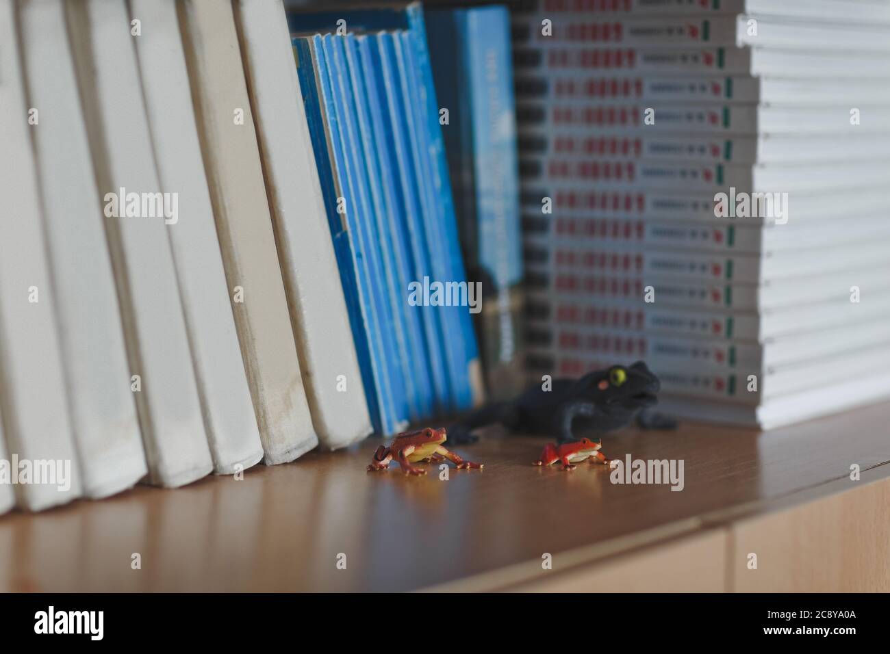 On the wooden shelf in the classroom are textbooks and three figures of different frogs. Stock Photo