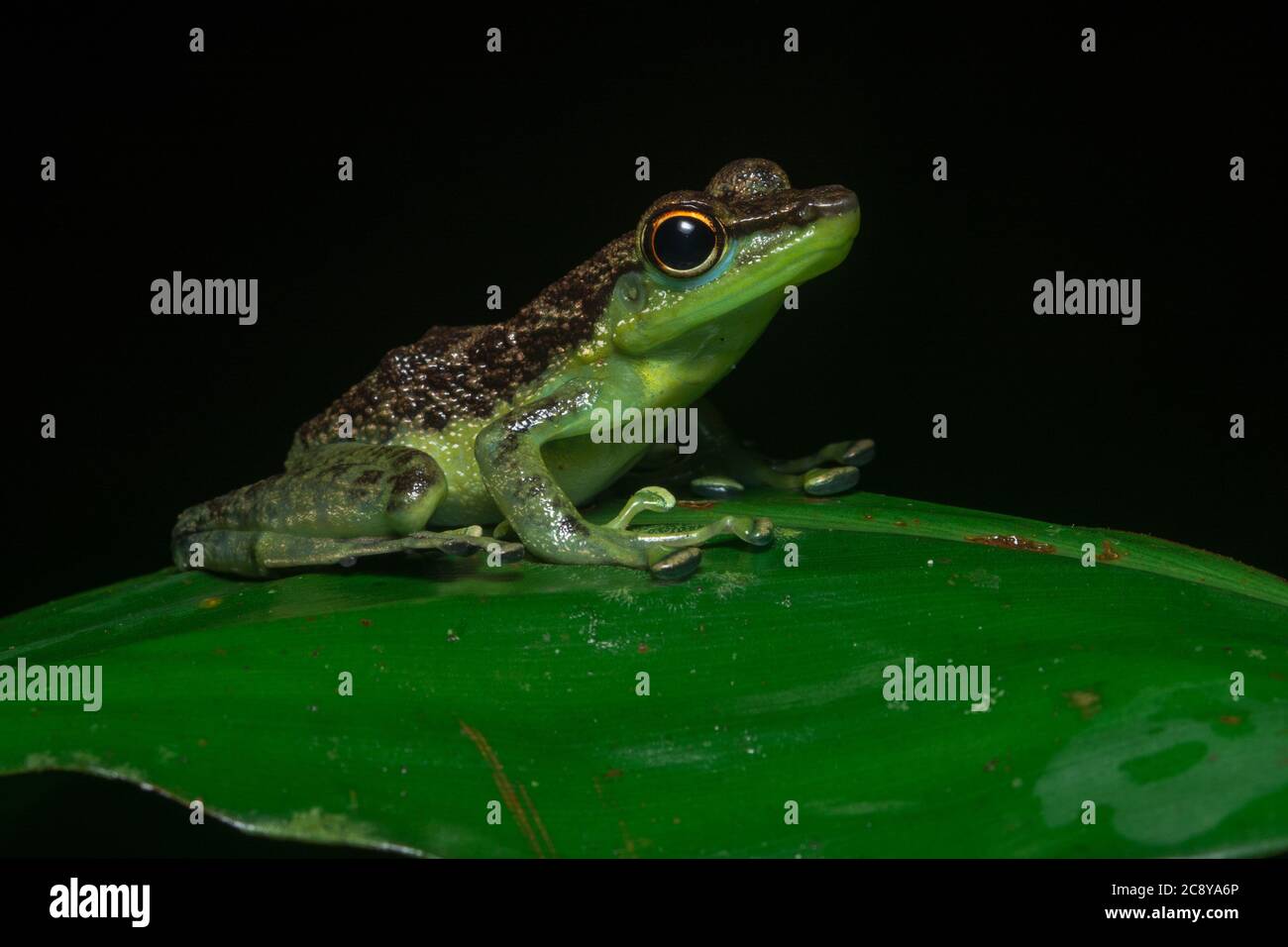 The black spotted rock frog (Staurois guttatus) from the island of Borneo, seen in Danum Valley Conservation area. Stock Photo