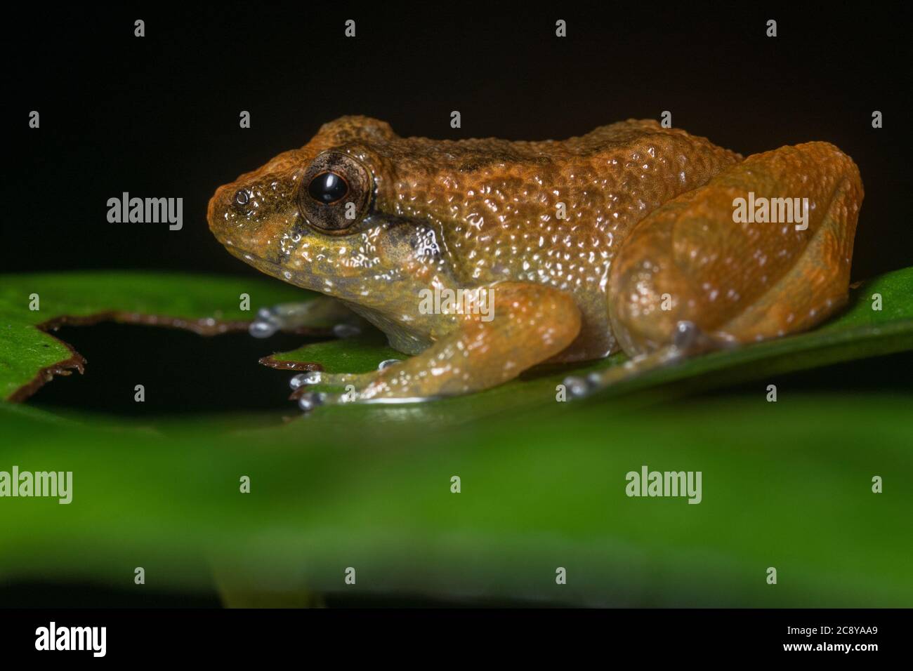 Alcalus baluensis formerly Ingerana, the dwarf mountain frog is a tiny species endemic to northeastern Borneo in southeast Asia. Stock Photo