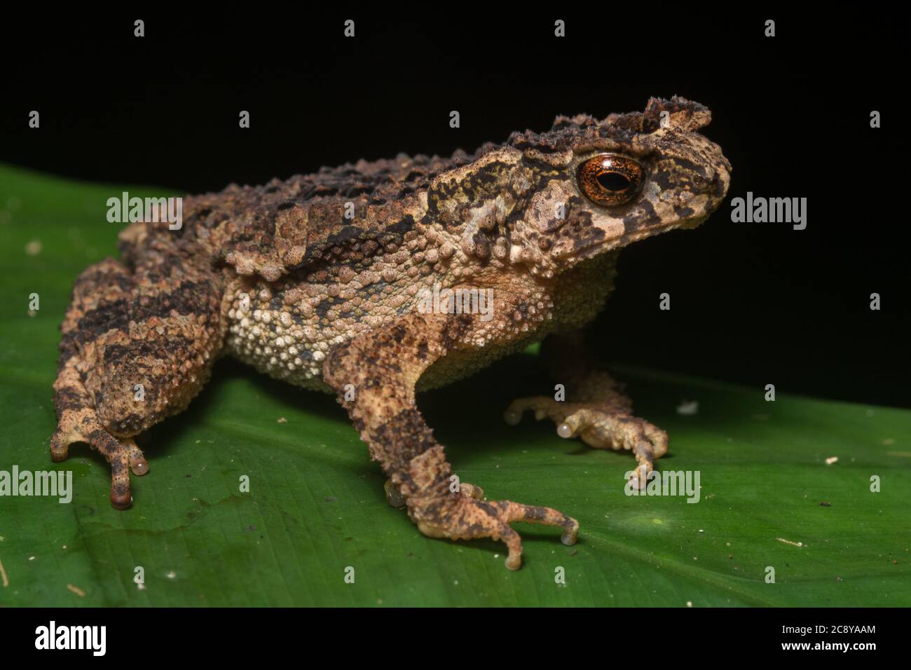 cross toad or hourglass toad (Leptophryne borbonica) from the jungle of Malaysia Borneo. Stock Photo