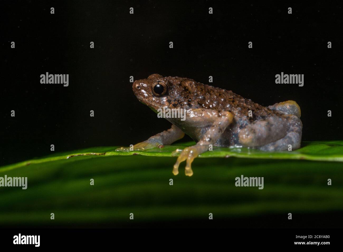 The borneo tree hole frog (Metaphrynella sundana) a small microhylid endemic to the rainforests in Borneo. Stock Photo