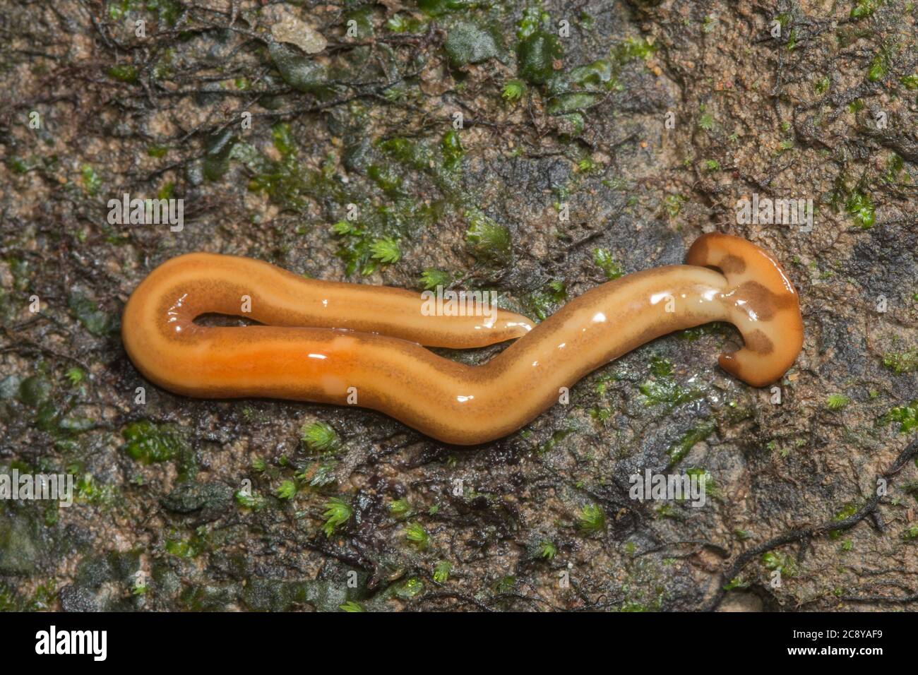 A hammerhead flatworm (Bipalium species) from the jungles of Borneo. Stock Photo