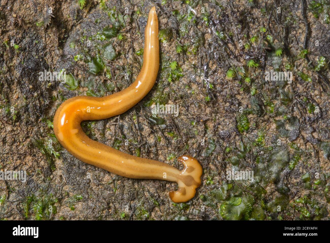 A hammerhead flatworm (Bipalium species) from the jungles of Borneo. Stock Photo