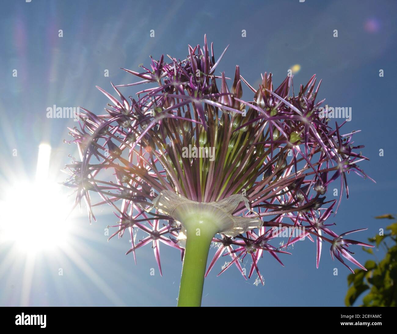 Alium flower with sun flare Stock Photo