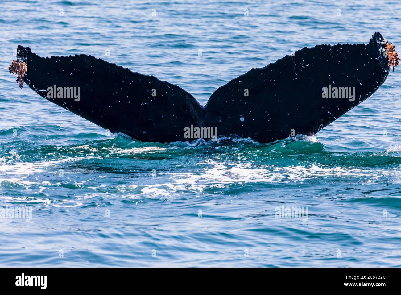 Humpback Whale (Megaptera novaeangliae) diving showing its fluke in Prince William Sound, Alaska Stock Photo