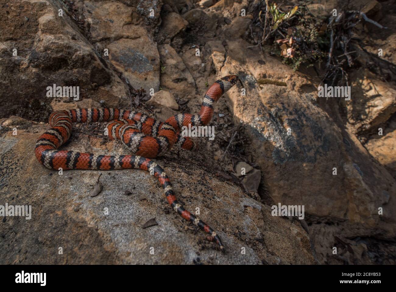 California mountain kingsnake (Lampropeltis zonata) in habitat, one of