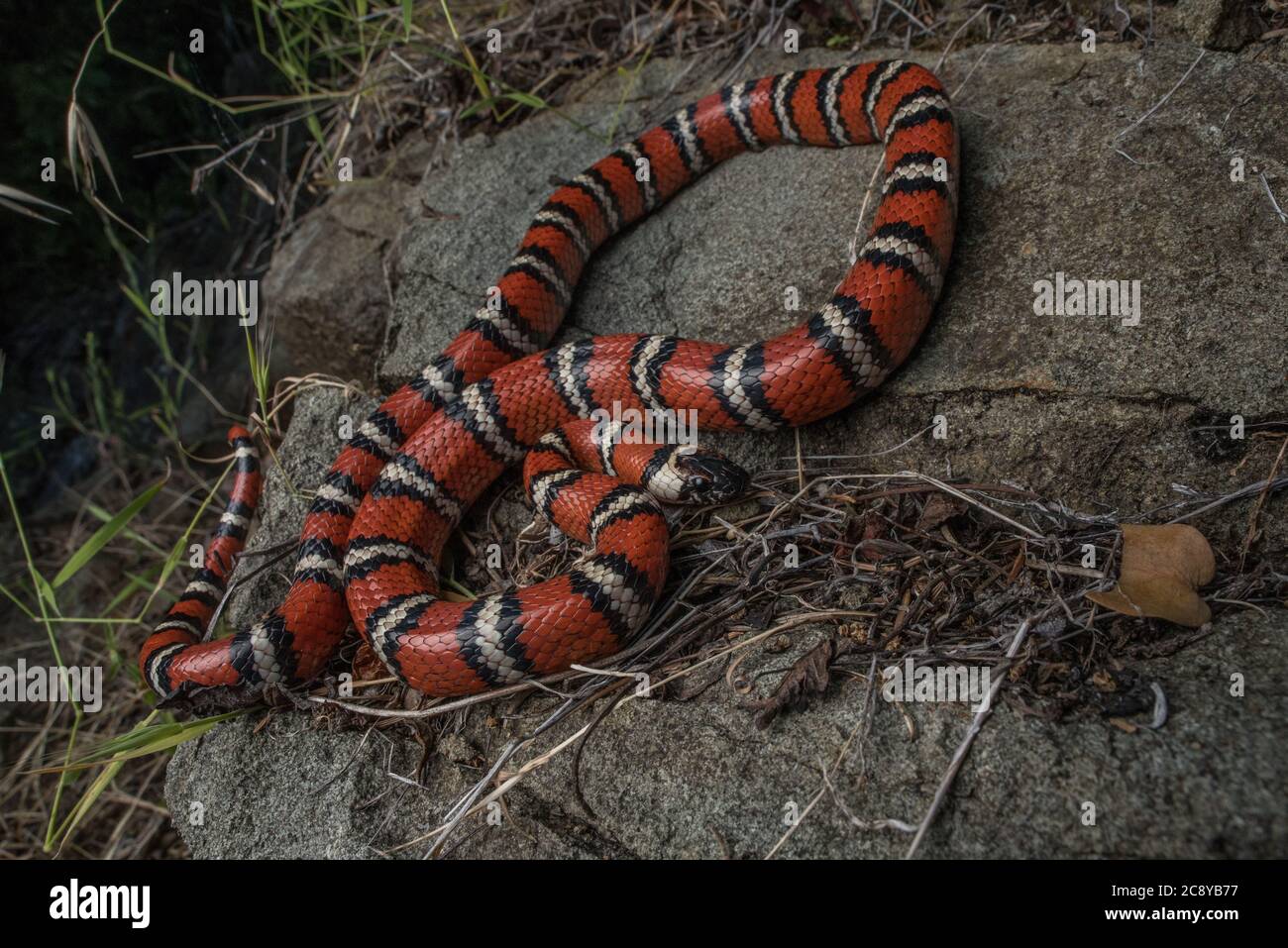 California mountain kingsnake (Lampropeltis zonata) in habitat, one of the most beautiful snakes of North America. Stock Photo