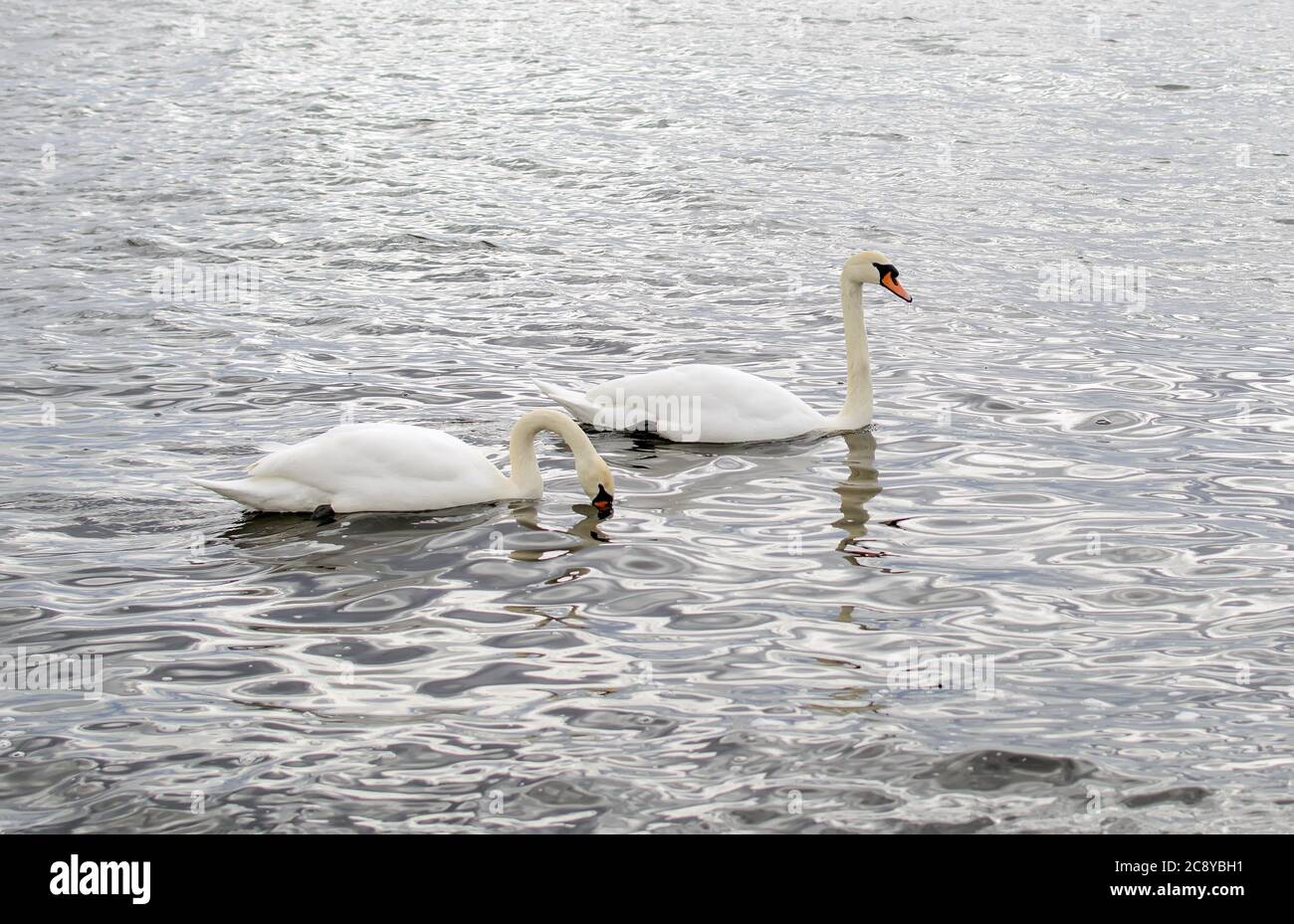 Romantic couple of mute swans (Cygnus olor) on the Baltic sea Stock Photo