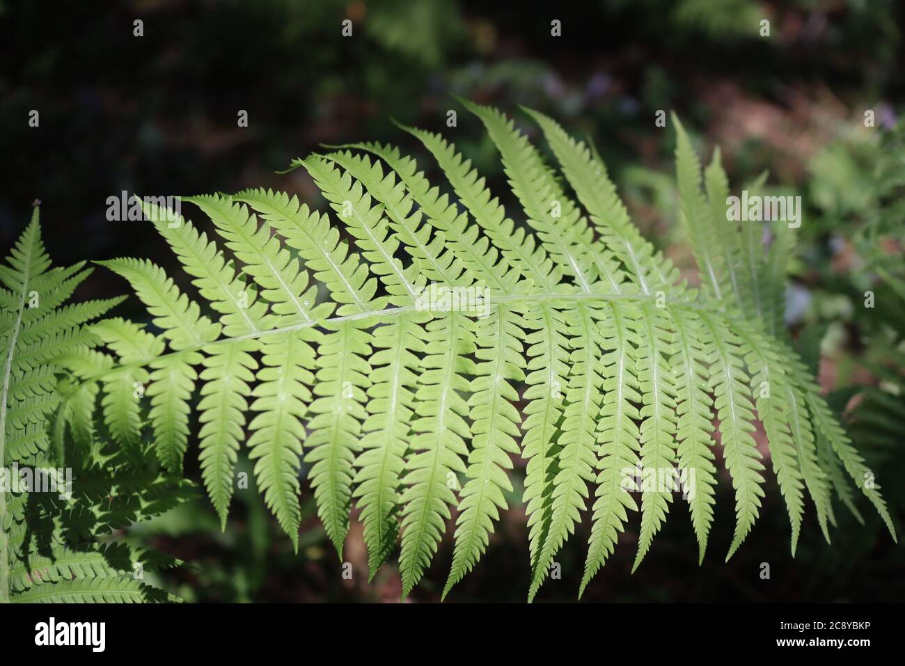 The fern is bright green in color Stock Photo - Alamy