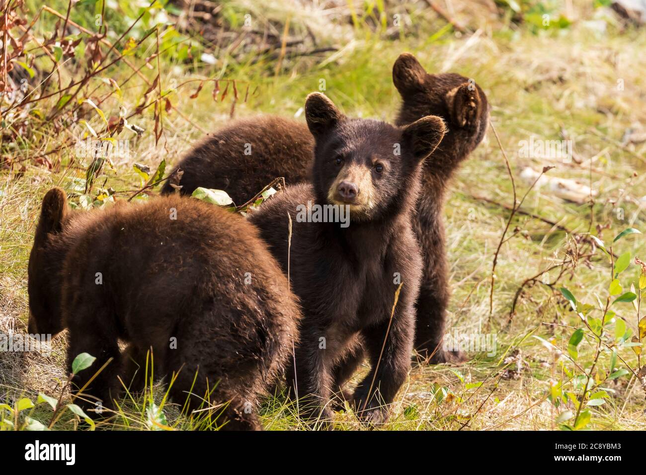 Baby american black bear hi-res stock photography and images - Alamy