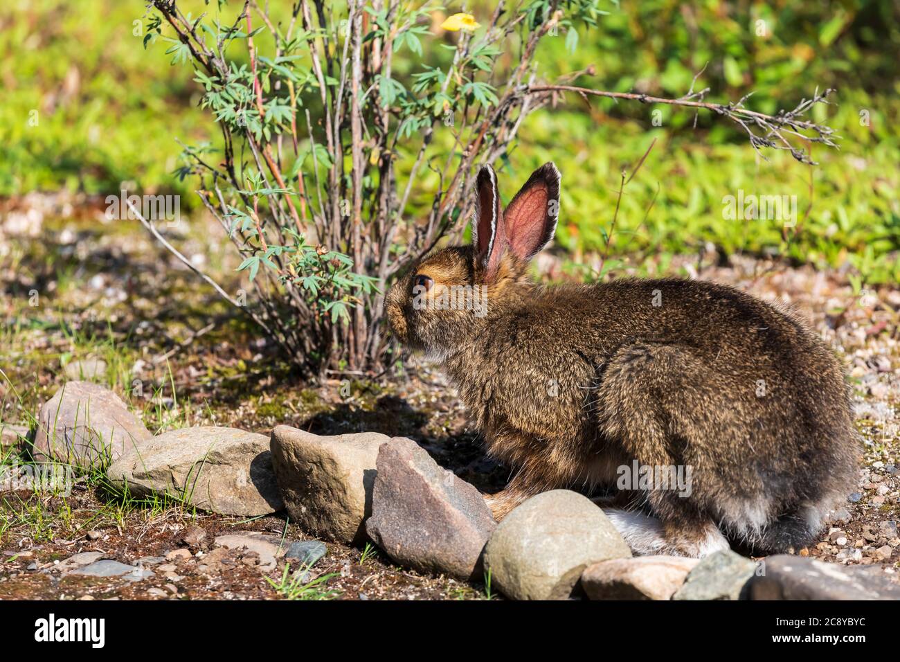 Snowshoe Hare (Lepus americanus) in Denali National Park, Alaska Stock