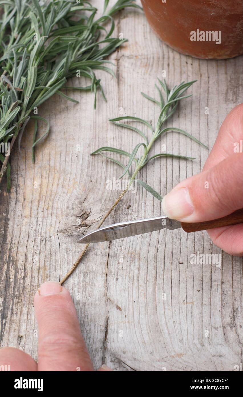 Plant Cuttings From Lavandula Angustifolia Taking Cuttings From Lavender Plants In Summer Uk