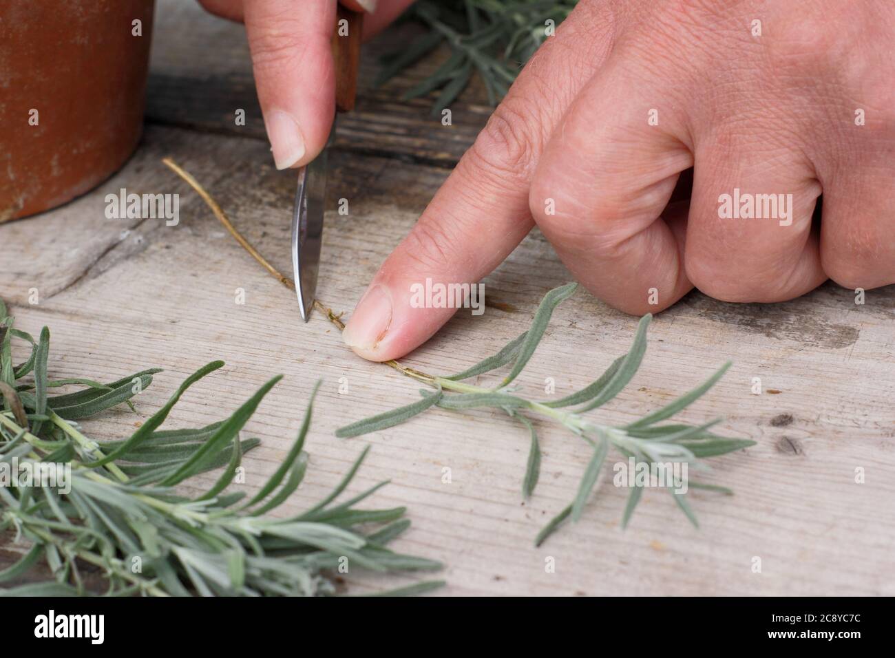 Plant cuttings from Lavandula angustifolia. Taking cuttings from lavender plants in summer. UK Stock Photo