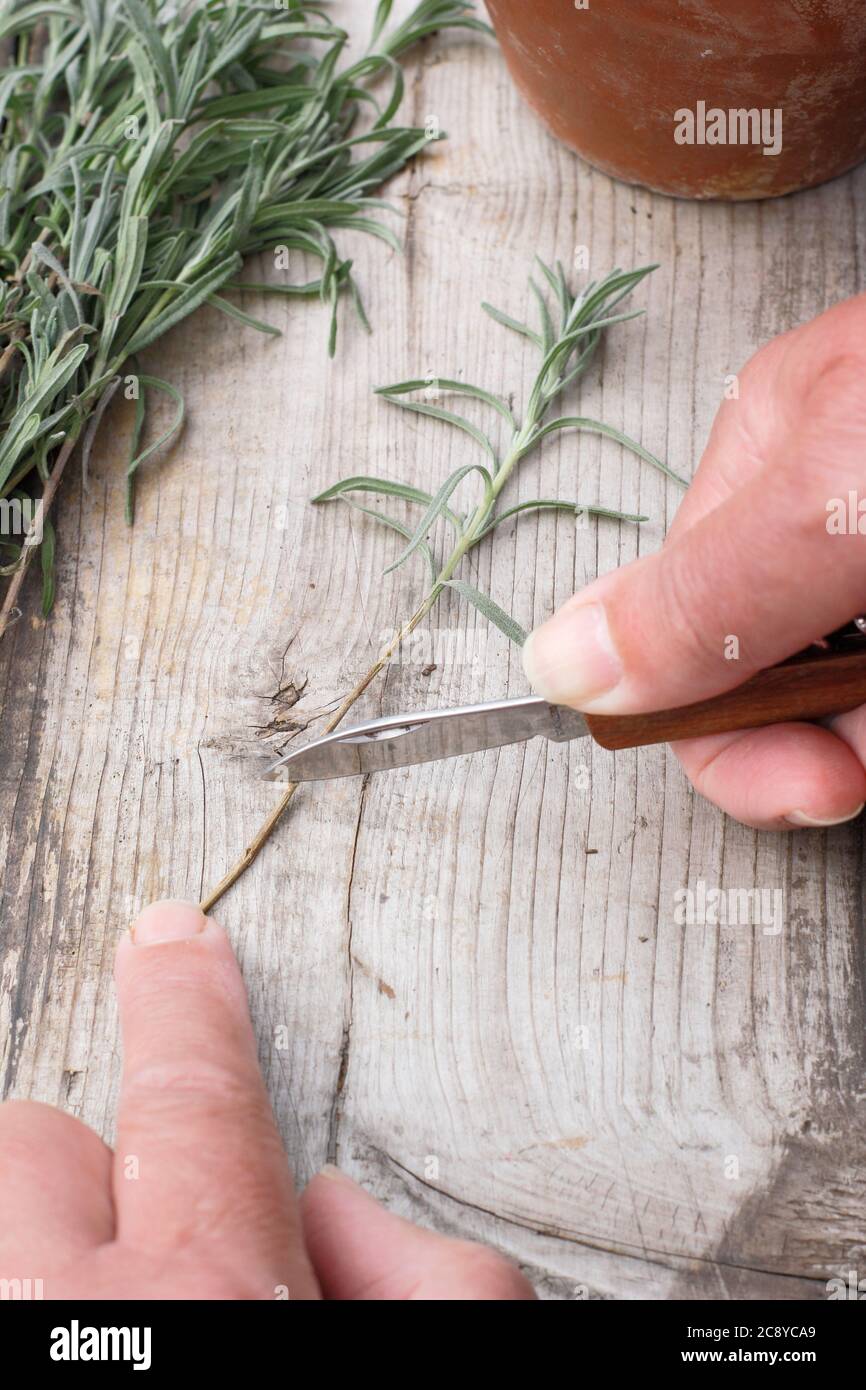 Plant cuttings from lavandula angustifolia taking cuttings from
