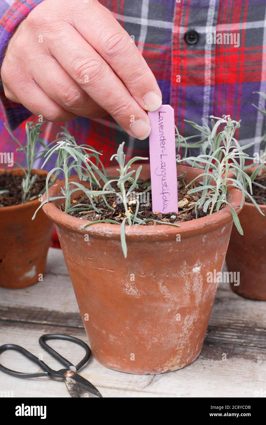 Plant cuttings from Lavandula angustifolia. New lavender plant cuttings ready for placing in a warm, moist environment. UK Stock Photo