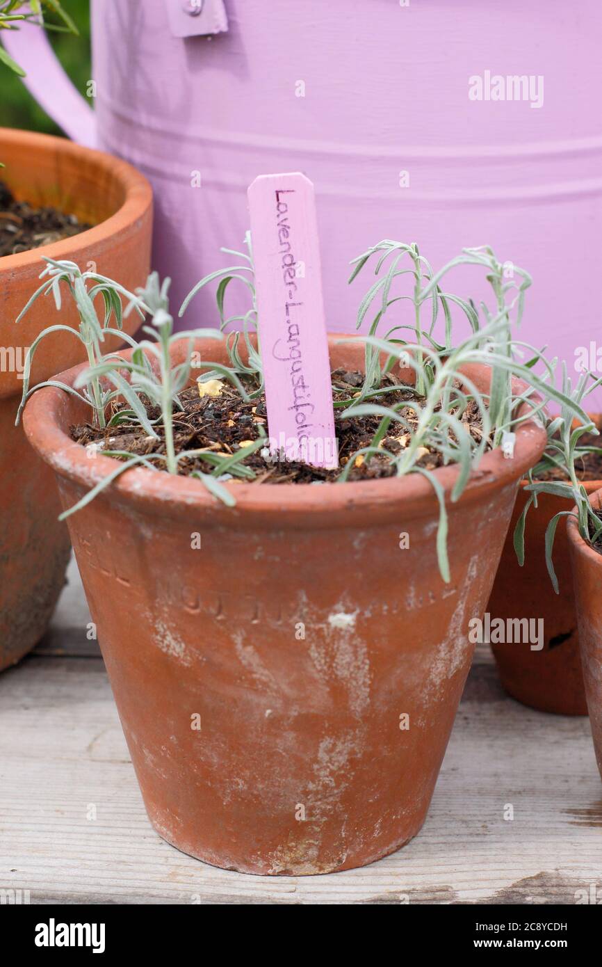 Plant cuttings from Lavandula angustifolia. New lavender plant cuttings ready for placing in a warm, moist environment. UK Stock Photo