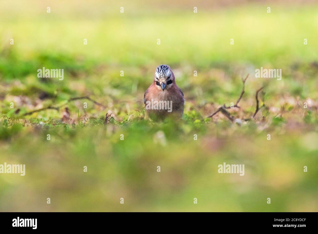 Eurasian jay bird Garrulus glandarius searching in a meadow for insects to feed. Stock Photo