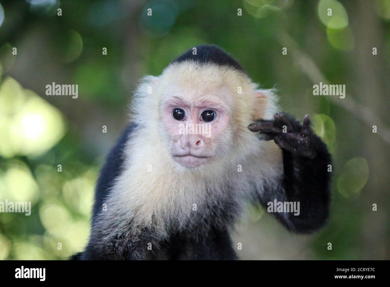 Zoo park san jose costa rica hires stock photography and images Alamy