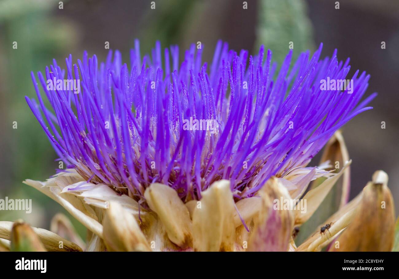 artichoke flower Stock Photo