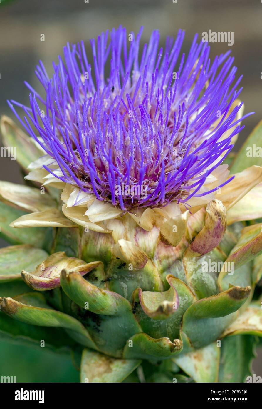 artichoke flower Stock Photo