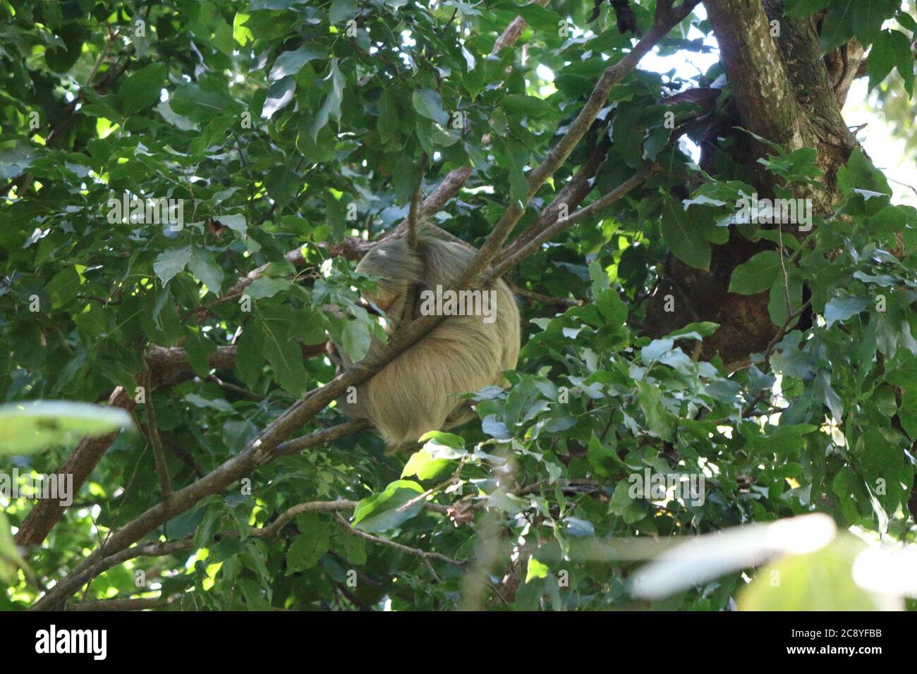 Sloth hanging in tree in Costa Rica, Central America Stock Photo