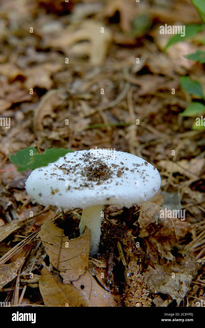A highly poisonous mushroom of the genus Amanita groiws through the litter of the forest floor. Stock Photo
