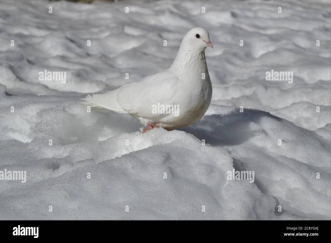 I took this photo of a pigeon in the winter of 2019. The photo is filled with tenderness. Stock Photo