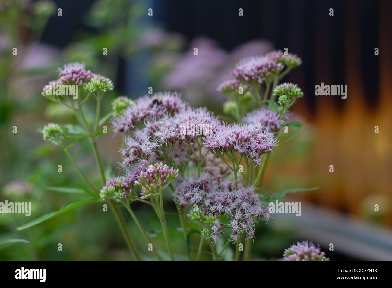 Holy herb hi-res stock photography and images - Alamy