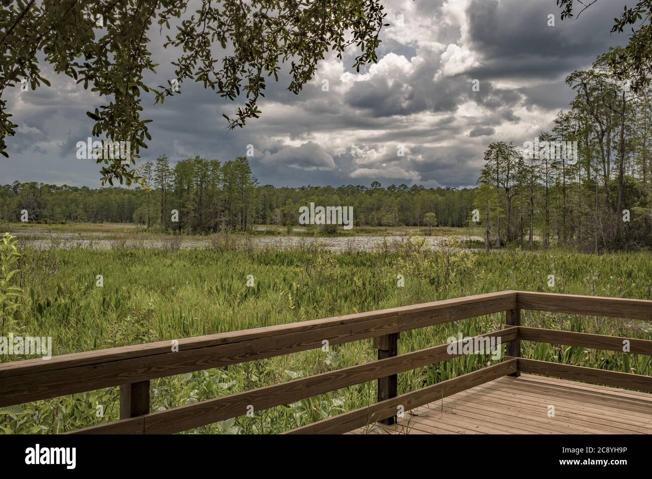 Buck Island Pond viewing area. Goethe State Forest, Florida. Public access recreation area. A place to enjoy the real Florida, hike, view wildlife and Stock Photo