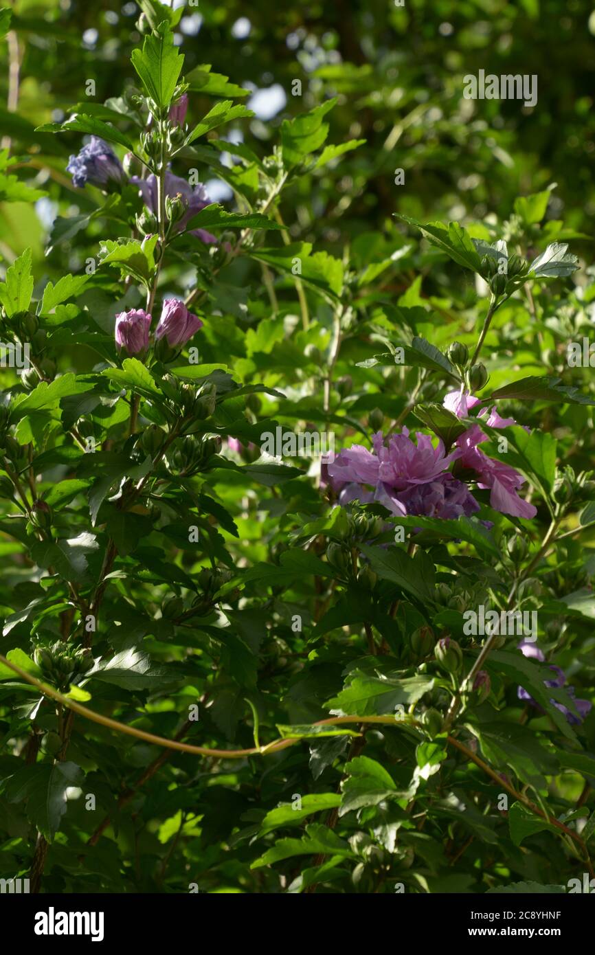hibiscus mutabilis also called cotton rose flowering bush Stock Photo