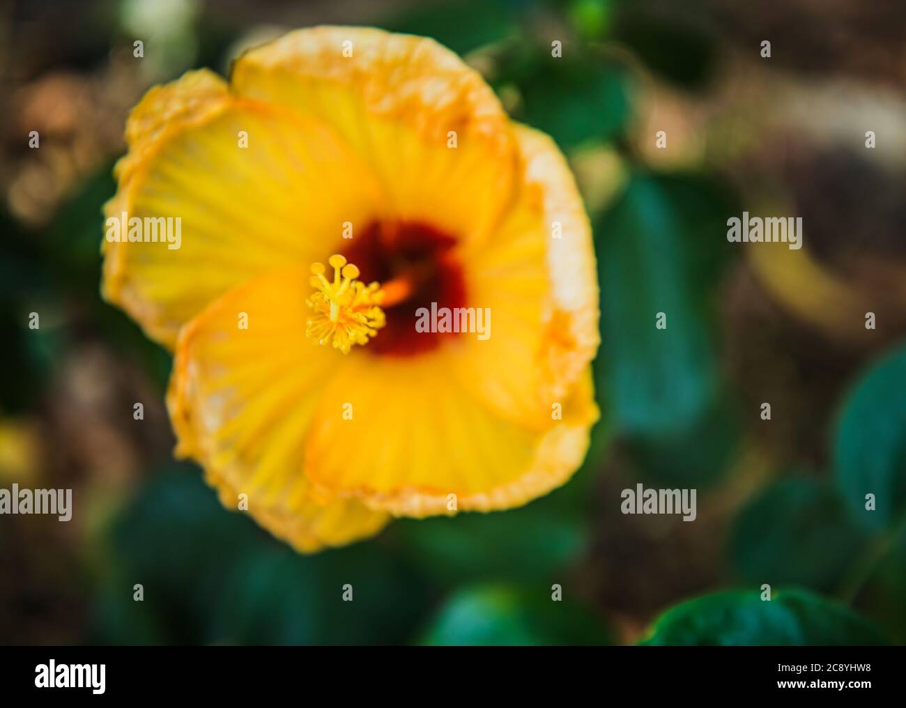Tropical yellow hibiscus flower, Vietnam, Southeast Asia Stock Photo