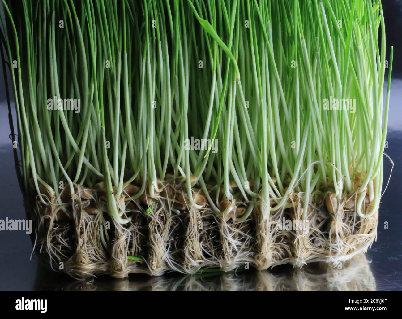 Fresh Turf Roots Roots lawn hi-res stock photography and images - Alamy