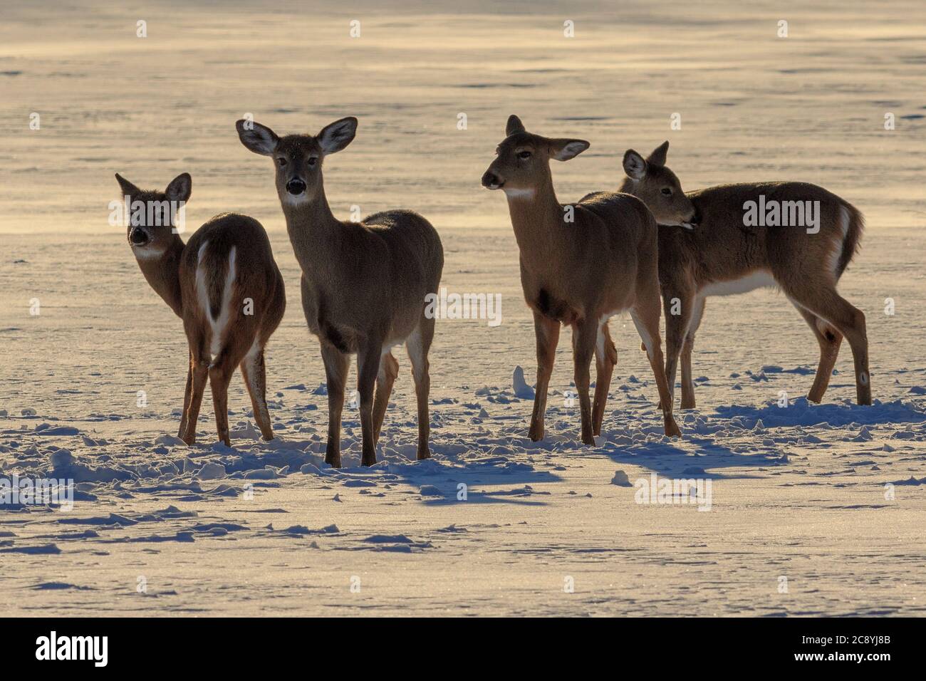 White-tailed Deer in winter. Stock Photo