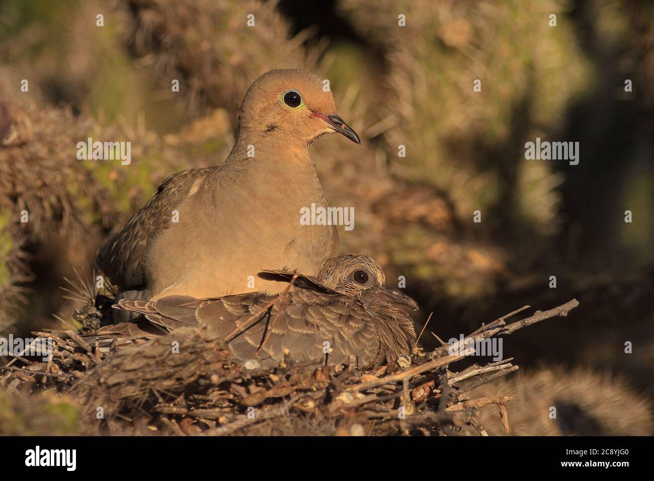A Mourning Dove and their chick sits in a nest up in a cactus. Stock Photo