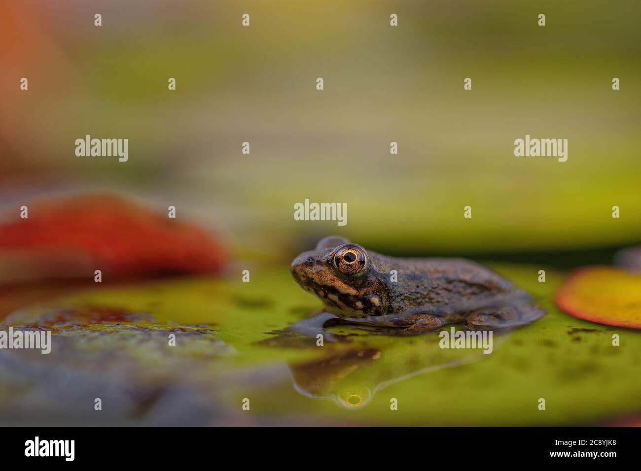 A small Green Frog rests on a lily pad. Stock Photo