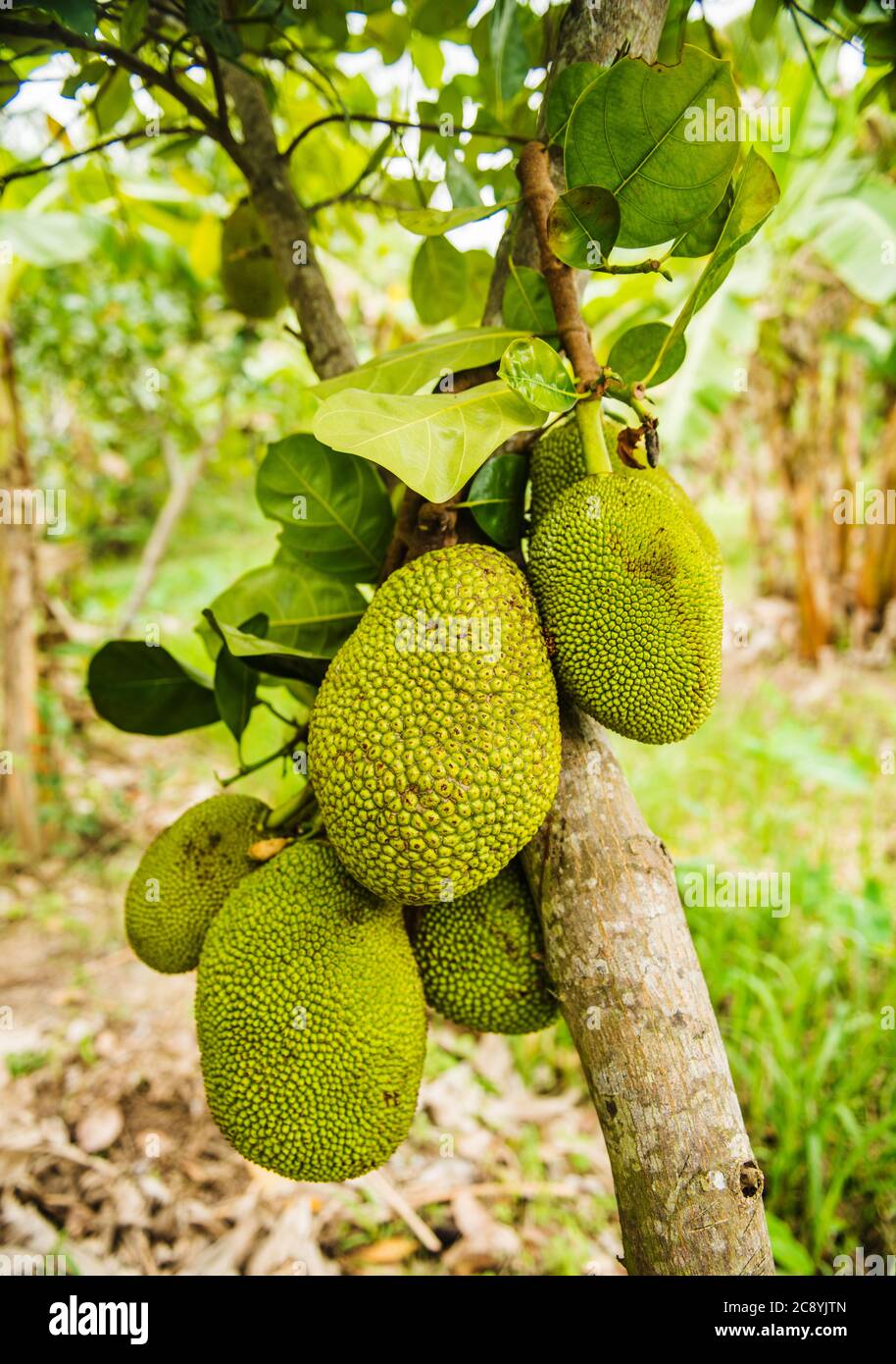 Jackfruit growing hires stock photography and images Alamy