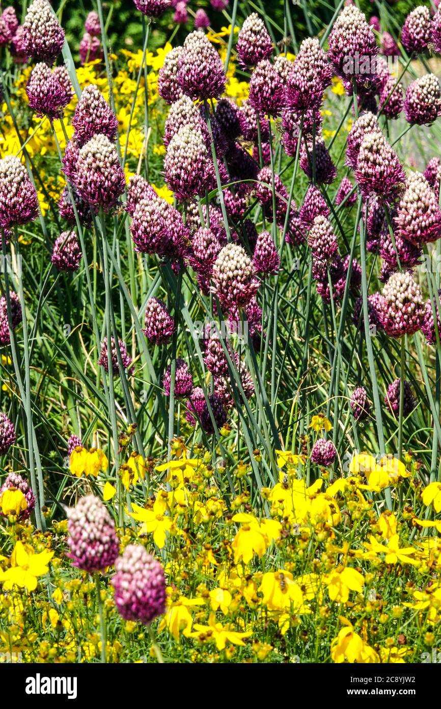 Allium Drumsticks Allium sphaerocephalon Coreopsis, Allium ornamental garden Stock Photo