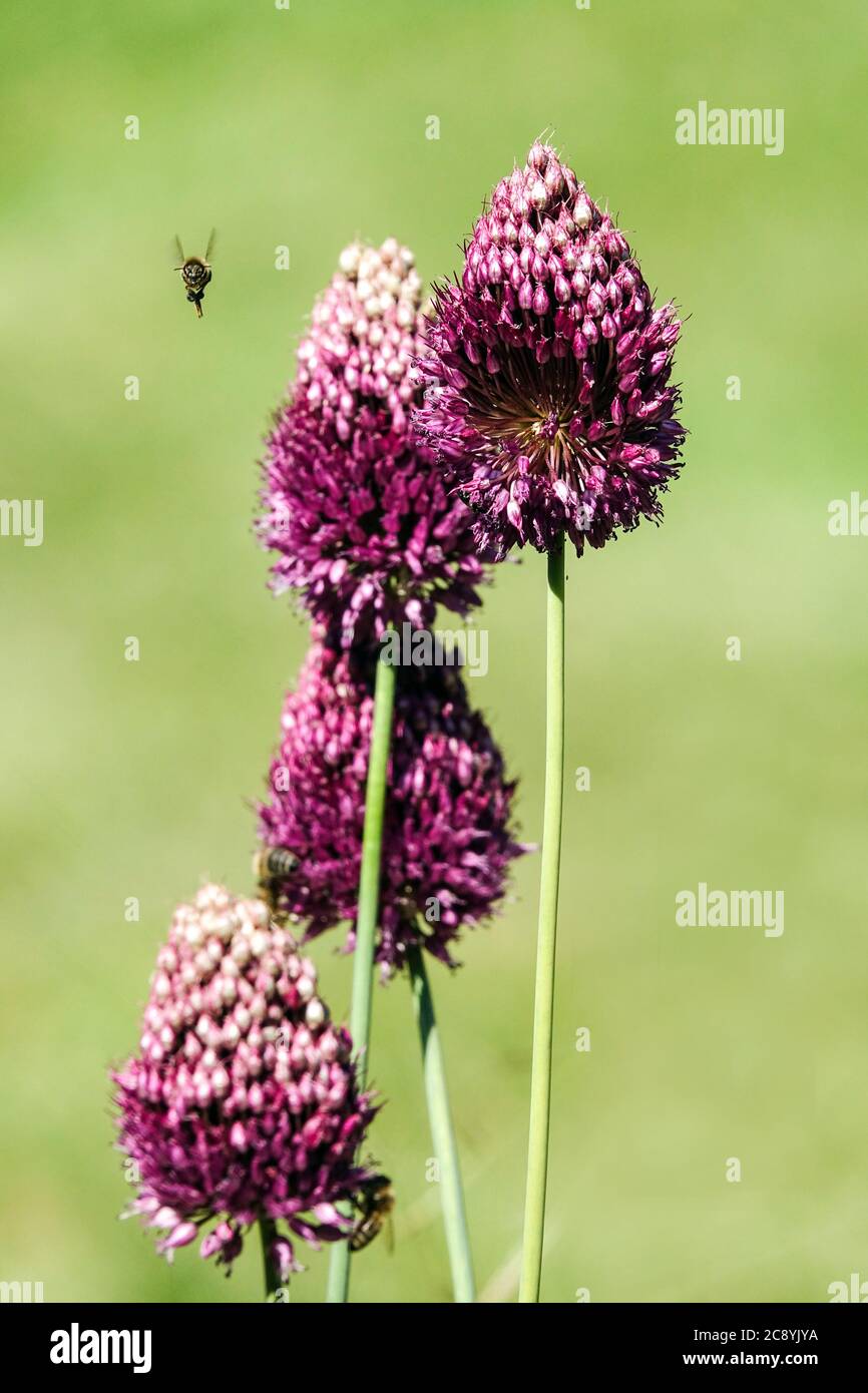 Alliums Drumsticks Allium sphaerocephalon honey bee flying Stock Photo