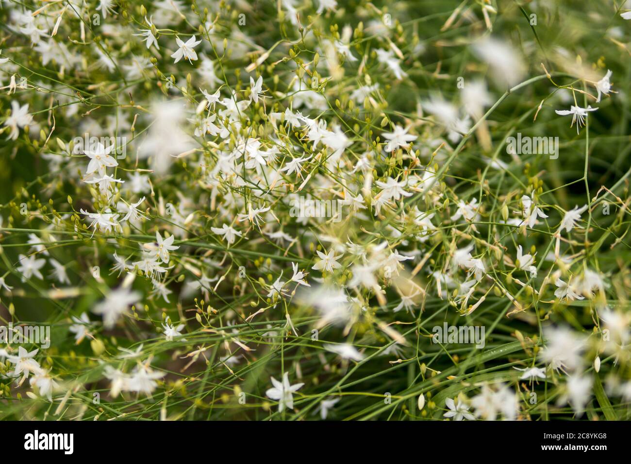 detail of Anthericum ramosum growing in a garden during summer season Stock Photo
