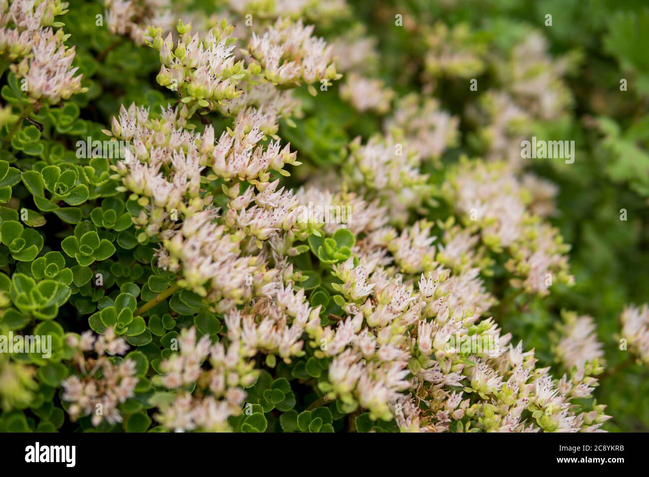 detail of Sedum spurium growing in a garden during summer season Stock Photo