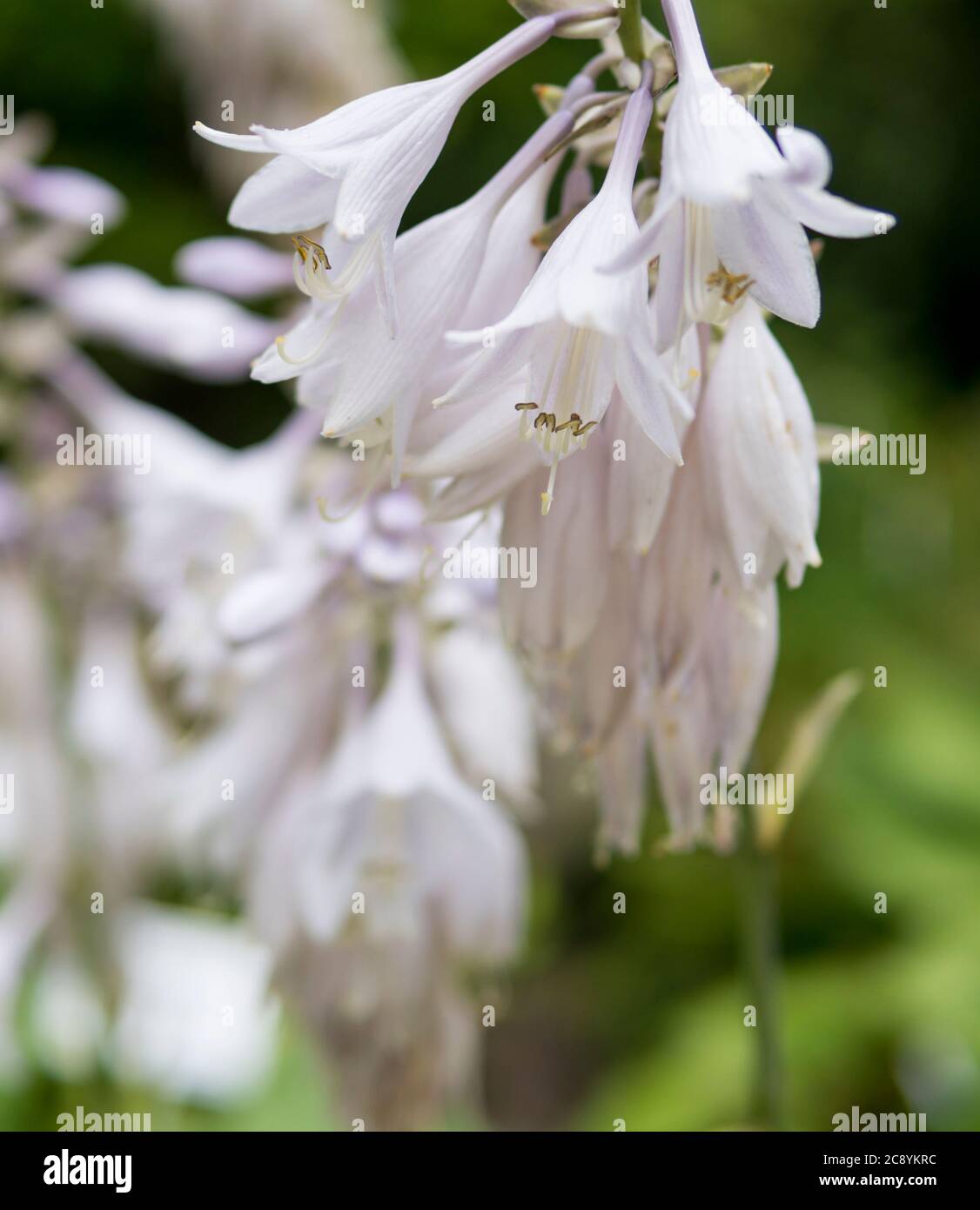detail of Aruncus aethusifolius growing in a garden during summer season Stock Photo