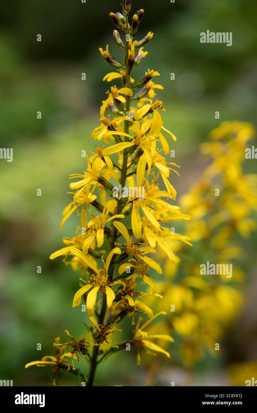 detail of Ligularia heterophylla growing in a garden during summer season Stock Photo