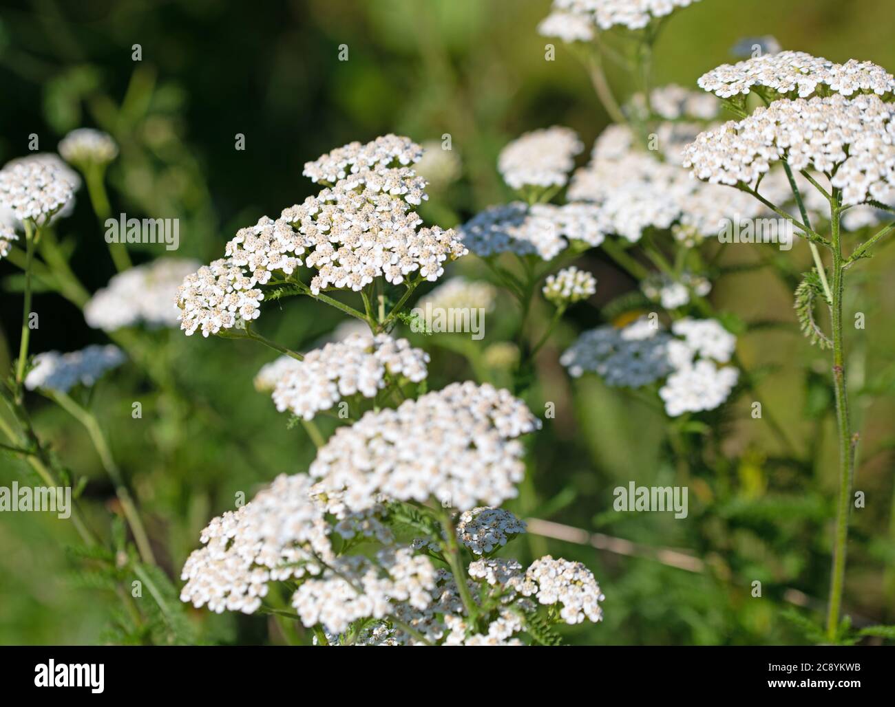 Schafgarbe hi-res stock photography and images - Alamy