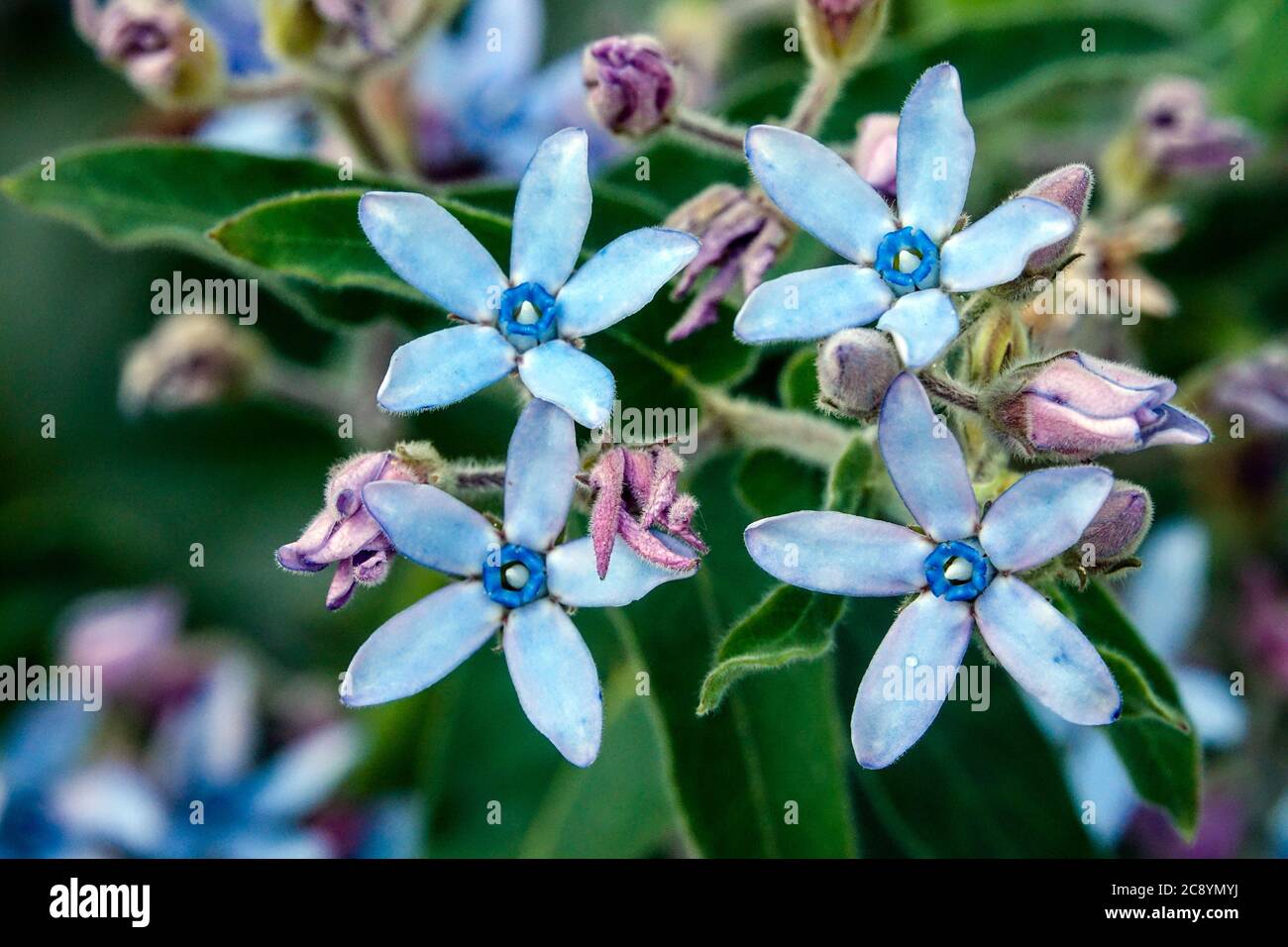 Blue Oxypetalum coeruleum blooming flowers close up Stock Photo