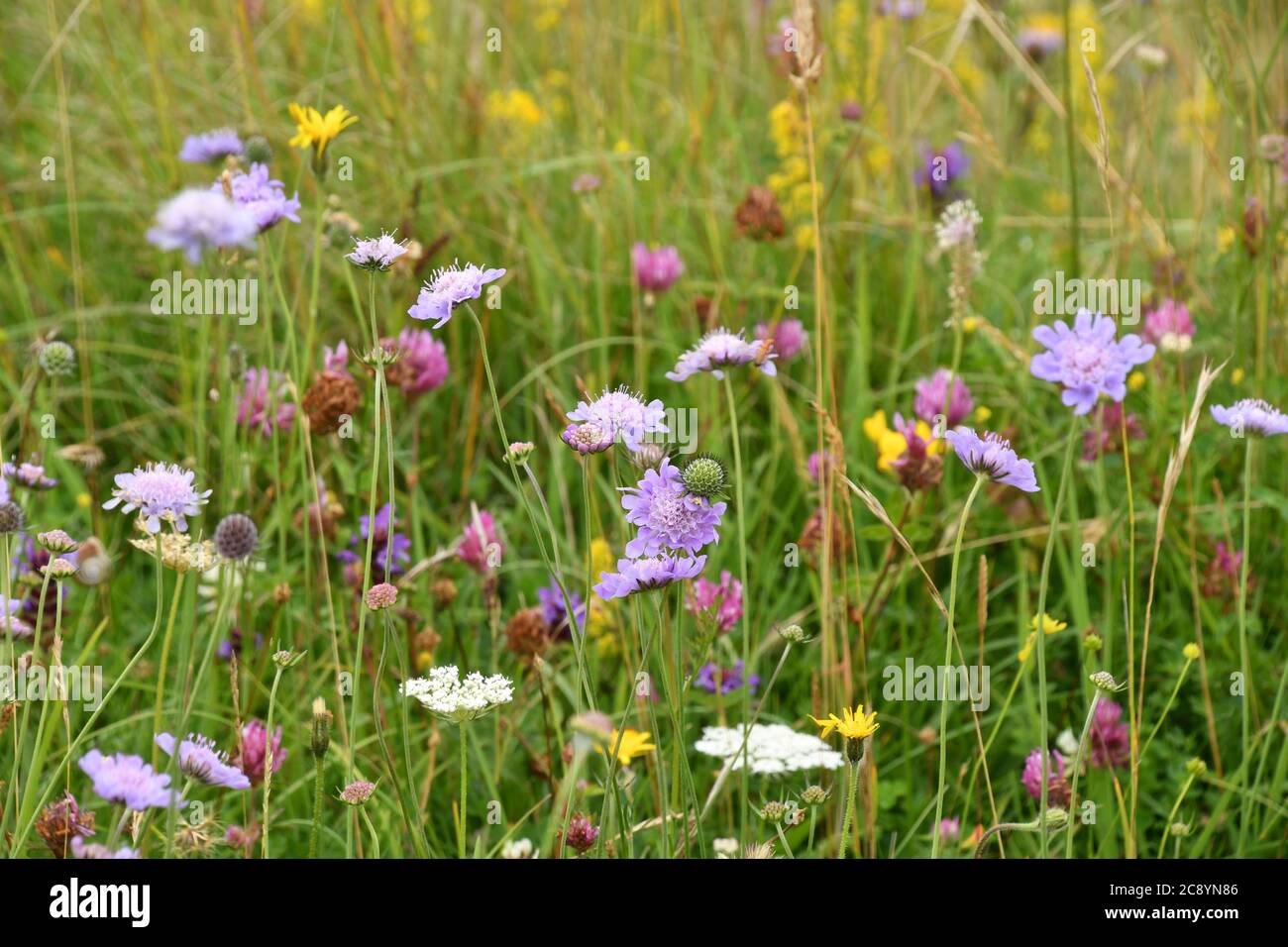 Tall Grasses And Flowers Hi res Stock Photography And Images Alamy tall-grasses-and-flowers-hi-res-stock-photography-and-images-alamy