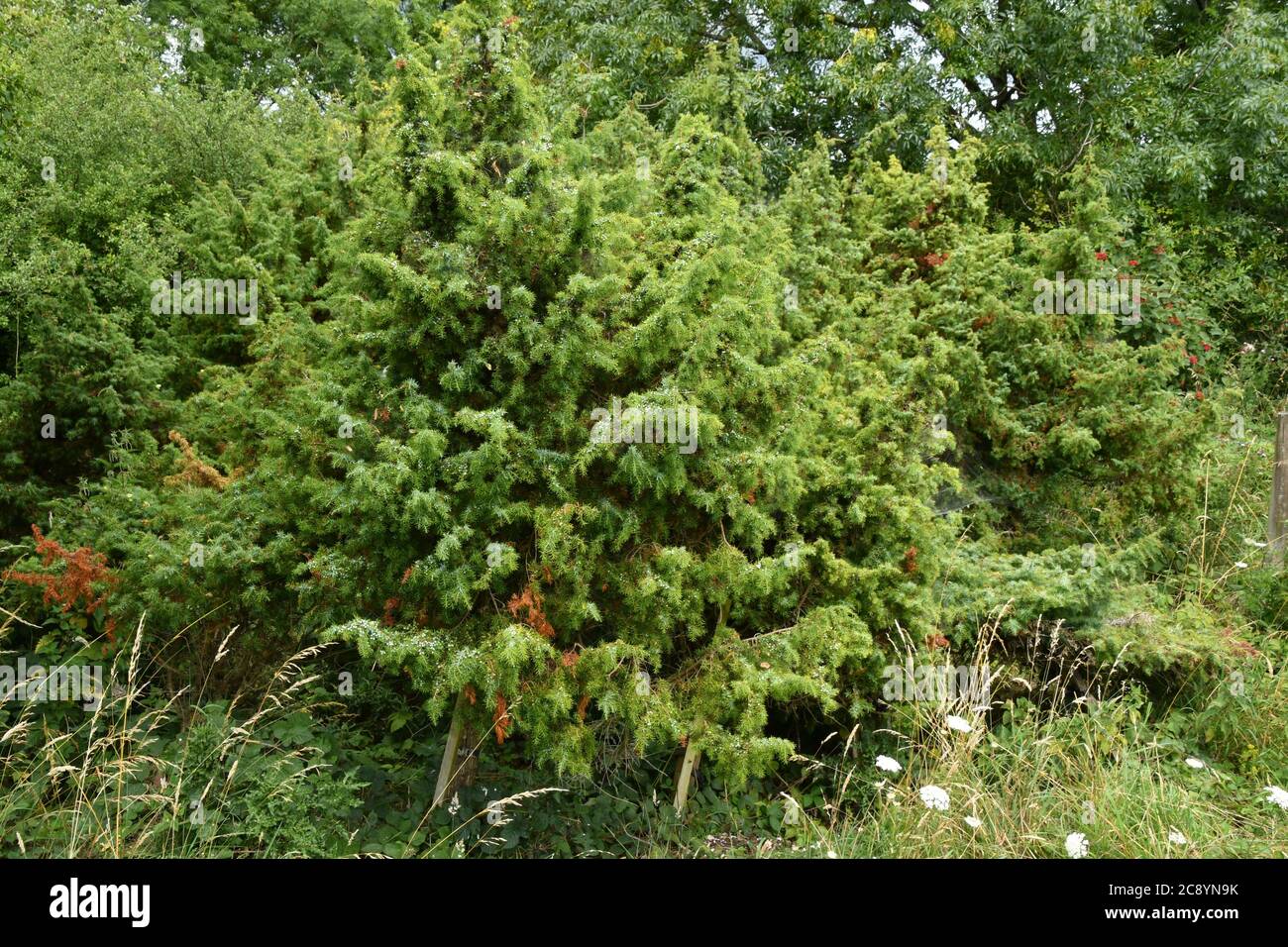 Juniper tree'(Juniperus communis) covered with green berries.One of