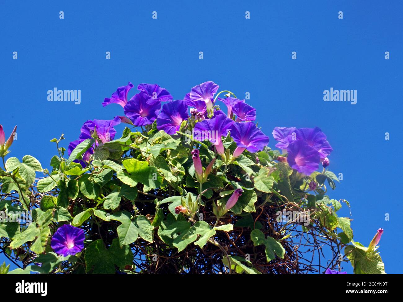Morning glory (ipomoea tricolor) close-up Stock Photo